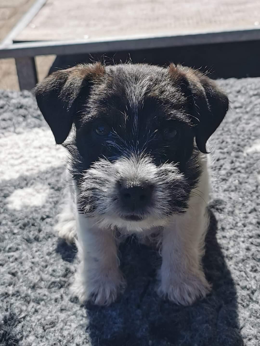 Jack russell terrier Tim  billede 6