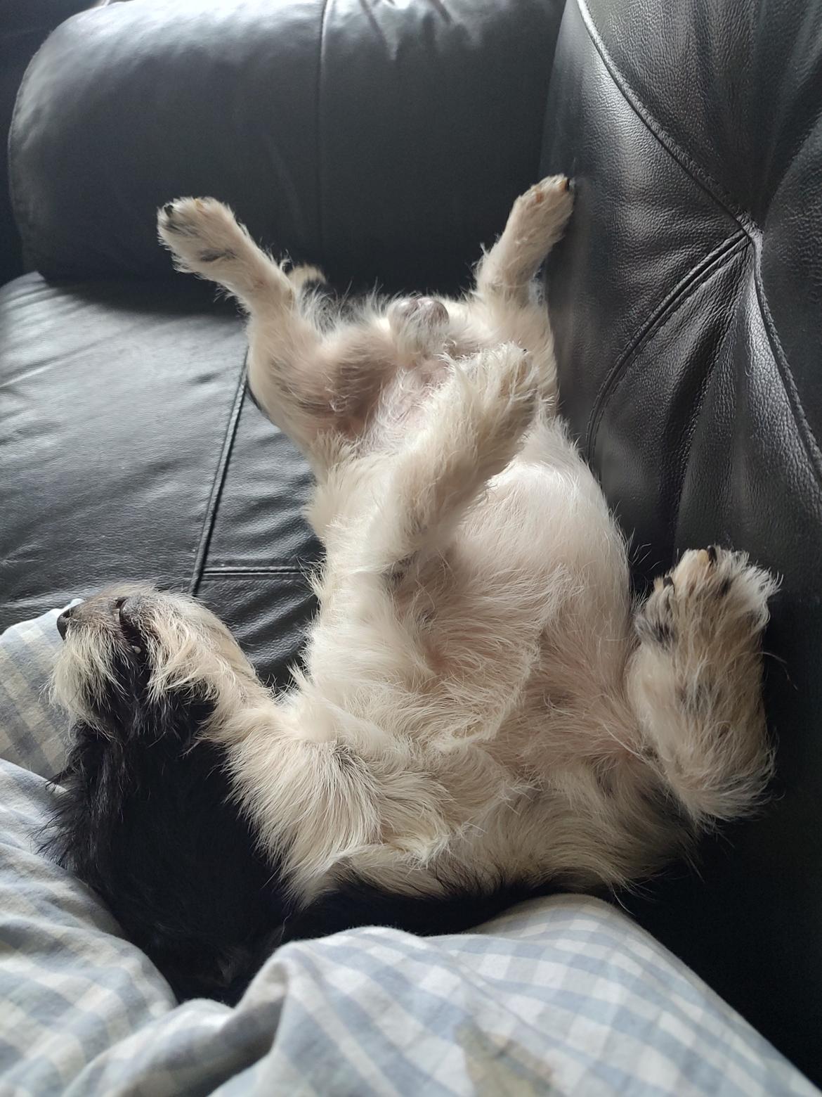 Jack russell terrier Tim  billede 7