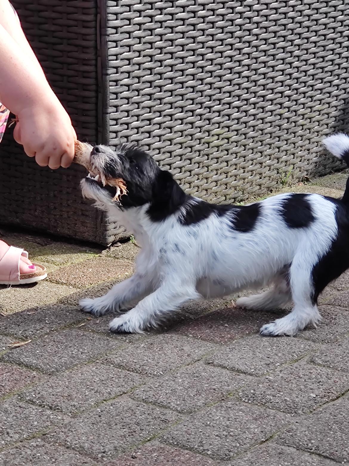 Jack russell terrier Tim  billede 9