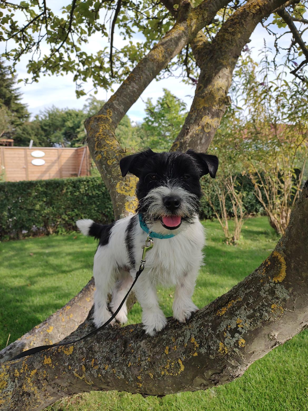 Jack russell terrier Tim  billede 1