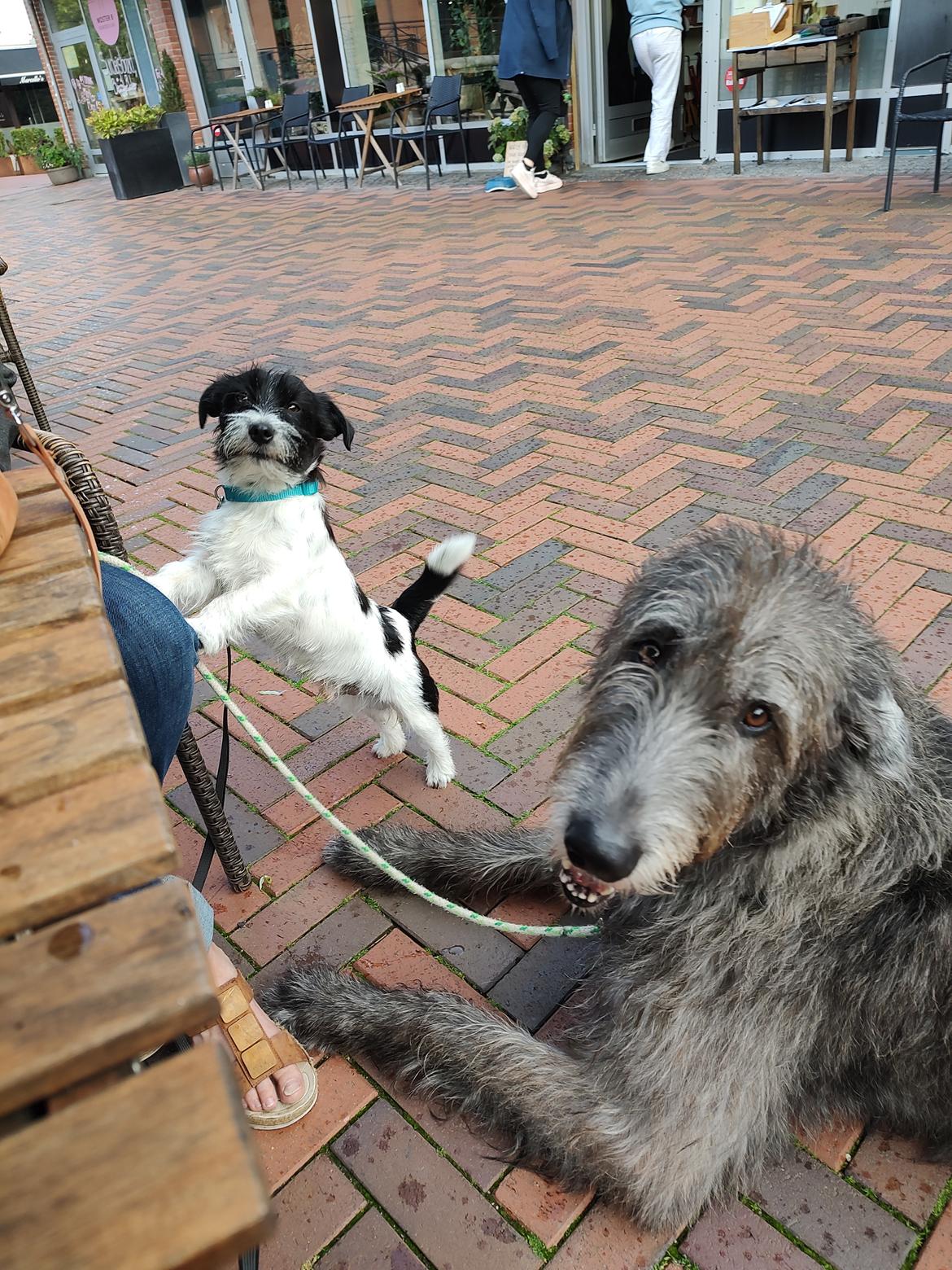 Jack russell terrier Tim  billede 4