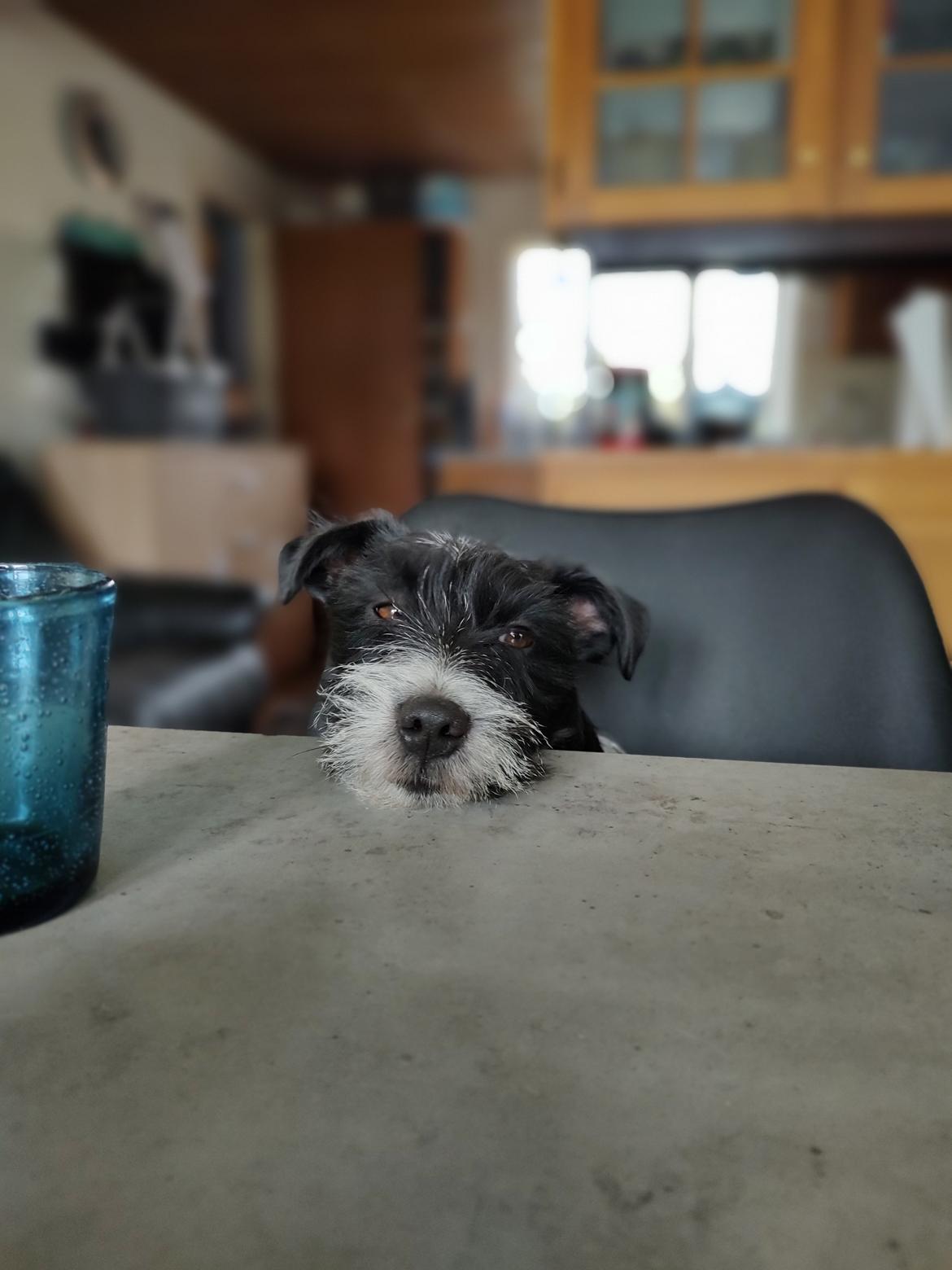 Jack russell terrier Tim  billede 3