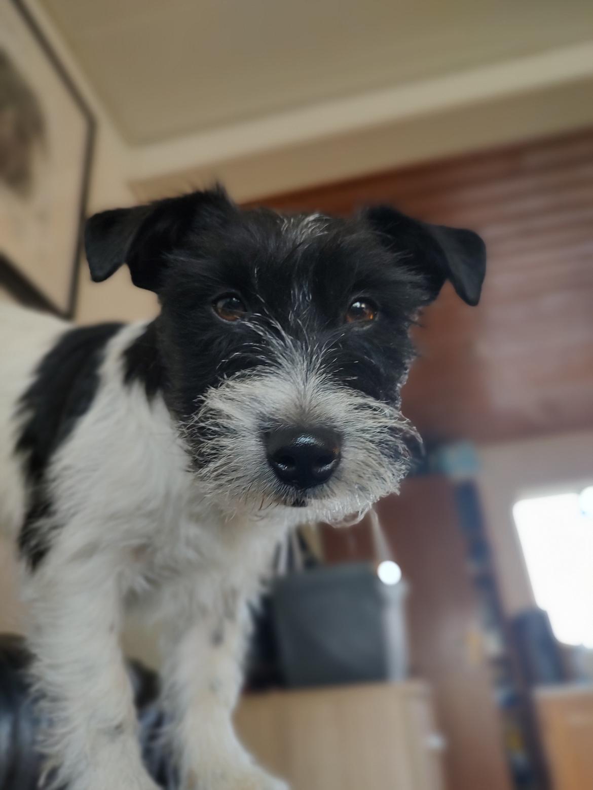 Jack russell terrier Tim  billede 5