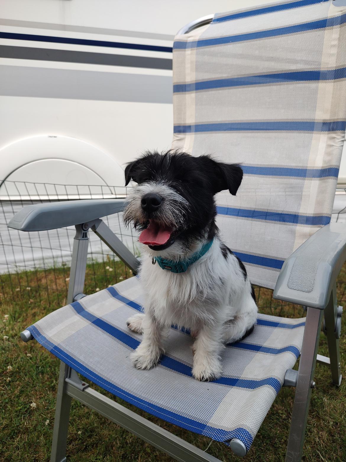 Jack russell terrier Tim  billede 2