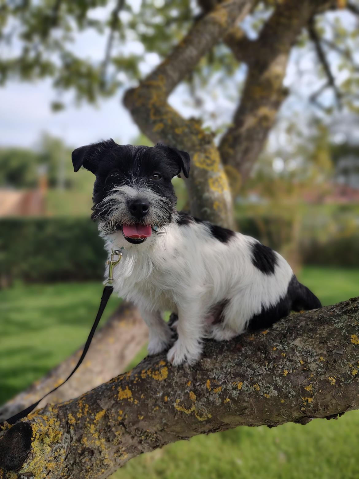 Jack russell terrier Tim  billede 8