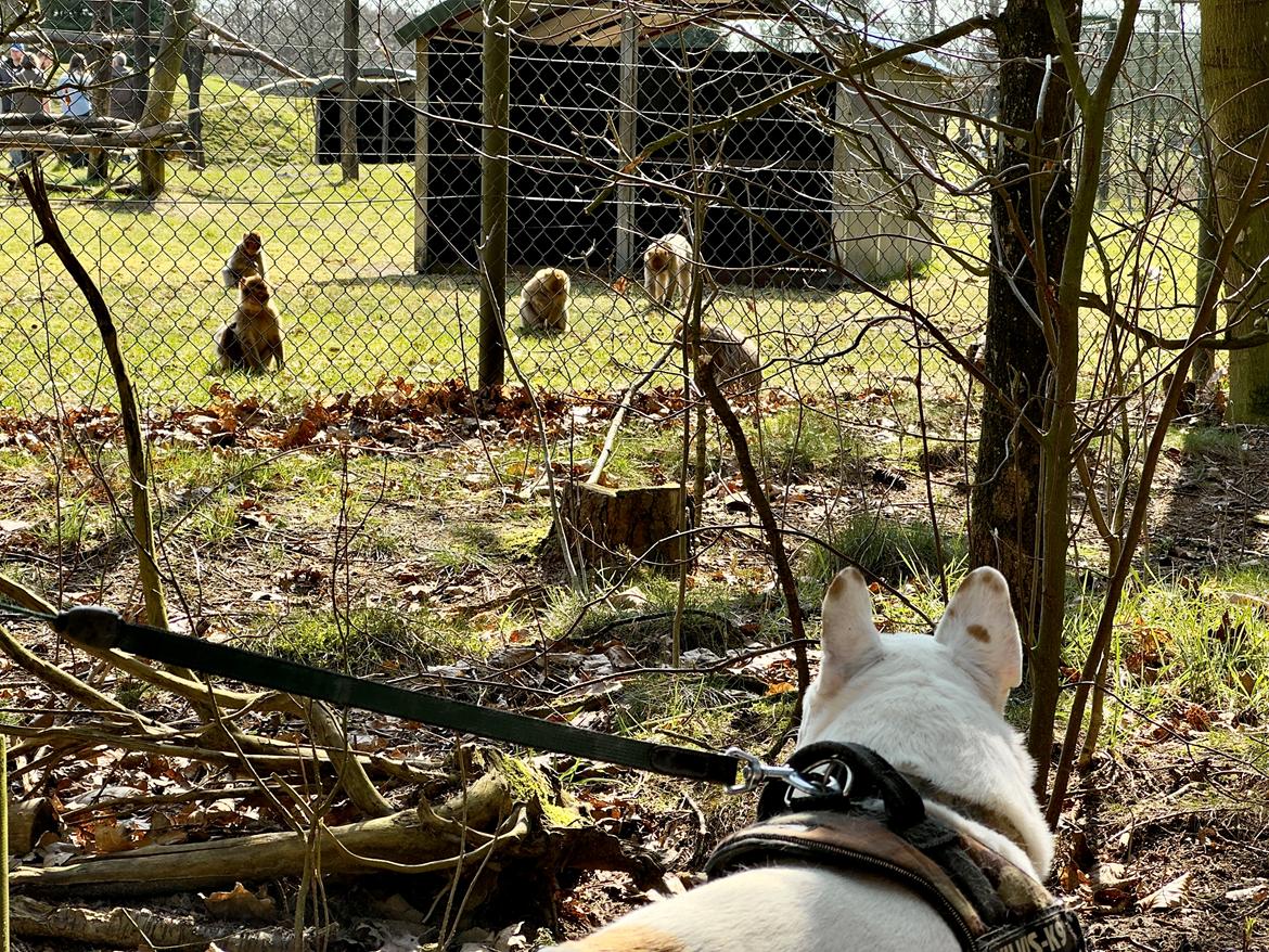 Fransk bulldog Møffe (Bjarne). billede 40