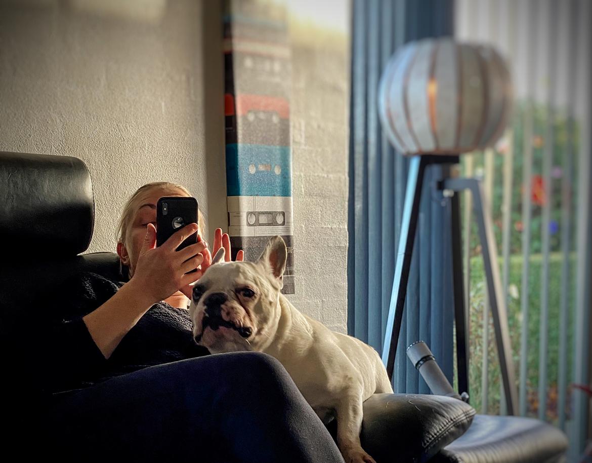 Fransk bulldog Møffe (Bjarne). billede 43