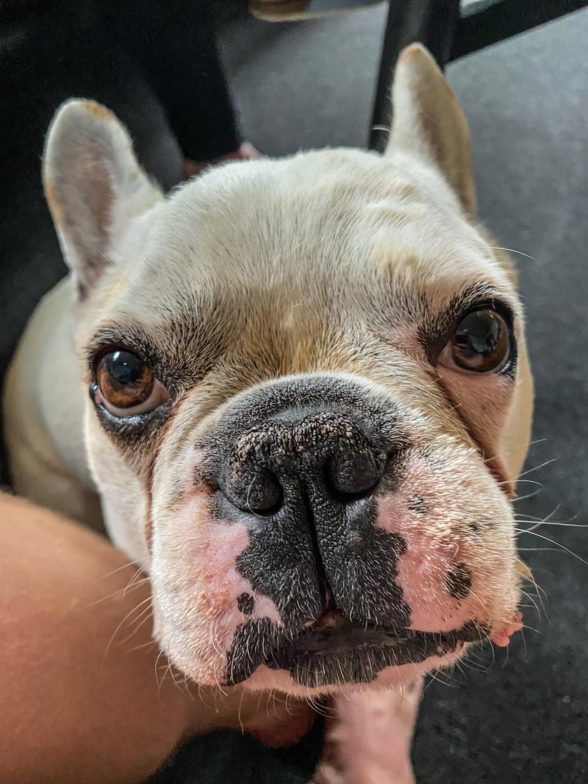 Fransk bulldog Møffe (Bjarne). billede 44