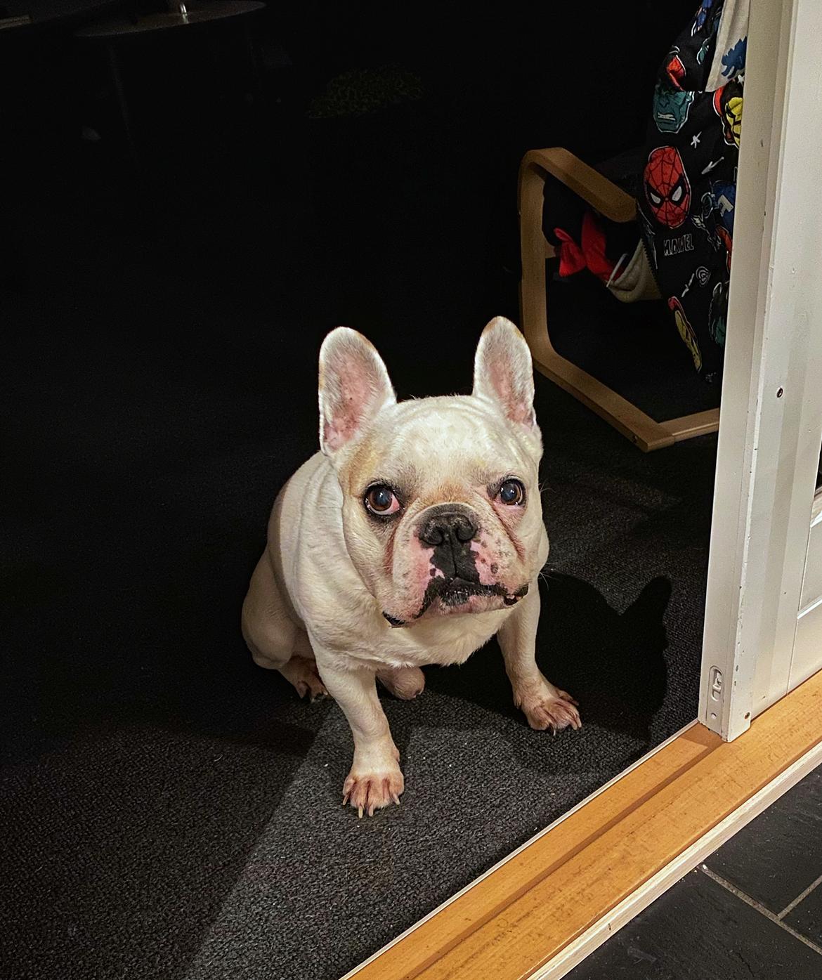 Fransk bulldog Møffe (Bjarne). billede 41