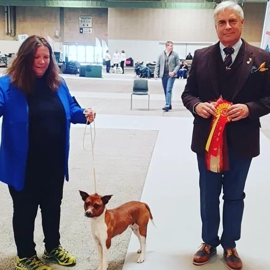 Rat Terrier ELLY PLUMP´S KLAUS KRANSEKAGE billede 1