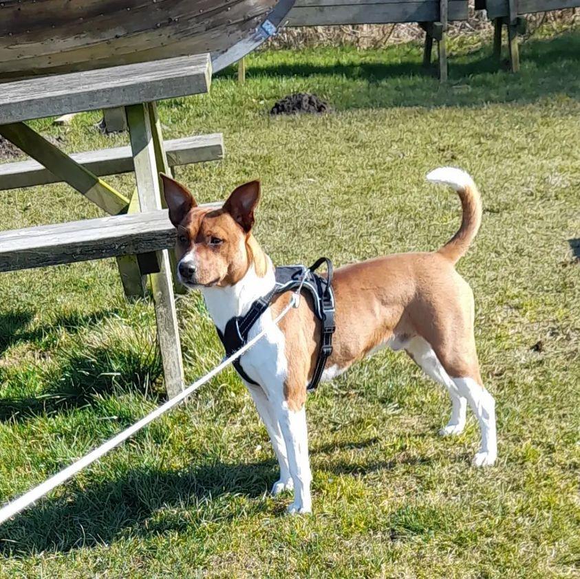 Rat Terrier ELLY PLUMP´S KLAUS KRANSEKAGE billede 3