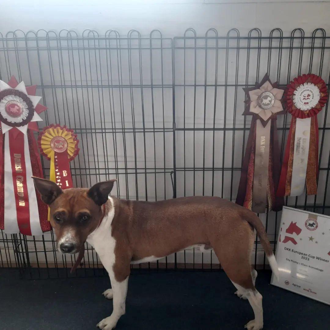 Rat Terrier ELLY PLUMP´S KLAUS KRANSEKAGE billede 5