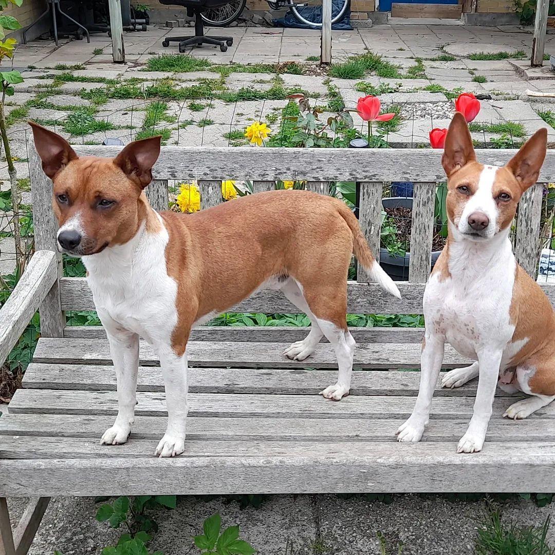 Rat Terrier ELLY PLUMP´S KLAUS KRANSEKAGE billede 4