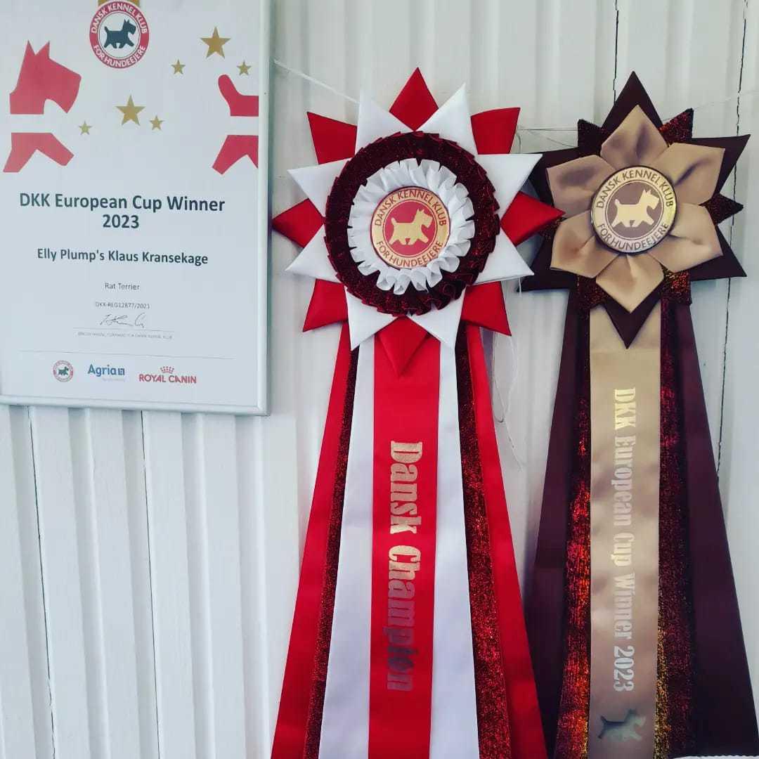 Rat Terrier ELLY PLUMP´S KLAUS KRANSEKAGE billede 9