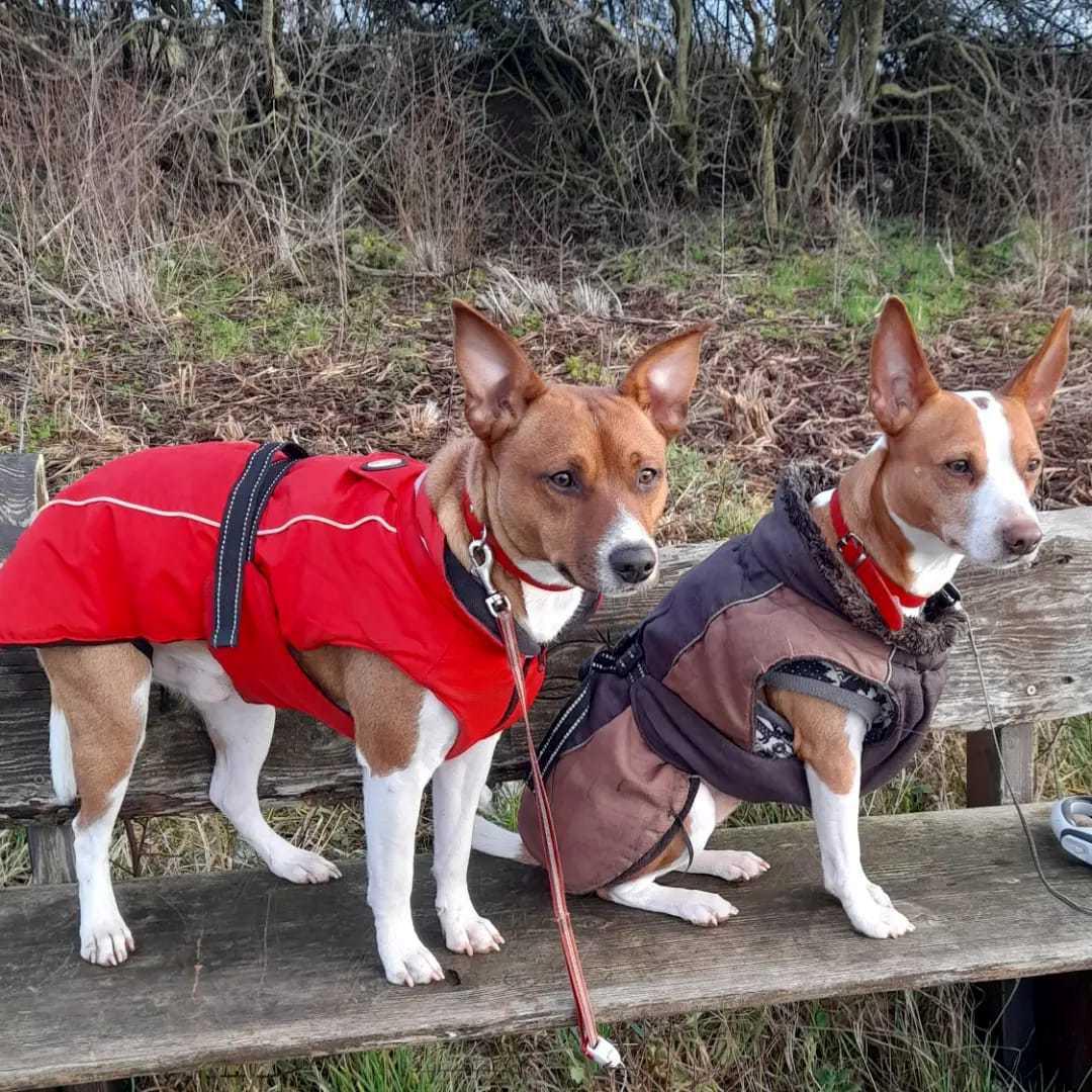 Rat Terrier ELLY PLUMP´S KLAUS KRANSEKAGE billede 8