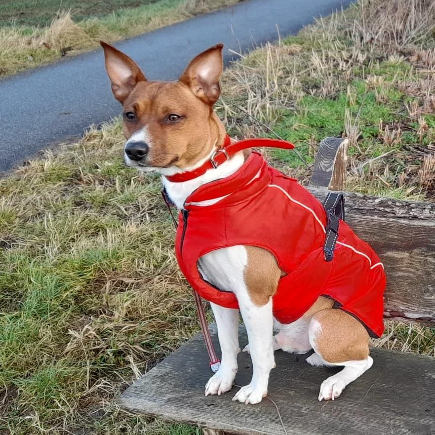 Rat Terrier ELLY PLUMP´S KLAUS KRANSEKAGE billede 6