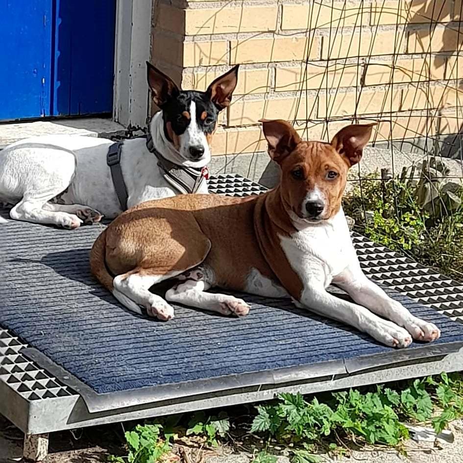 Rat Terrier ELLY PLUMP´S KLAUS KRANSEKAGE billede 13