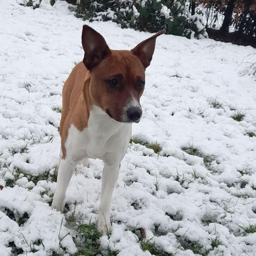 Rat Terrier ELLY PLUMP´S KLAUS KRANSEKAGE billede 14