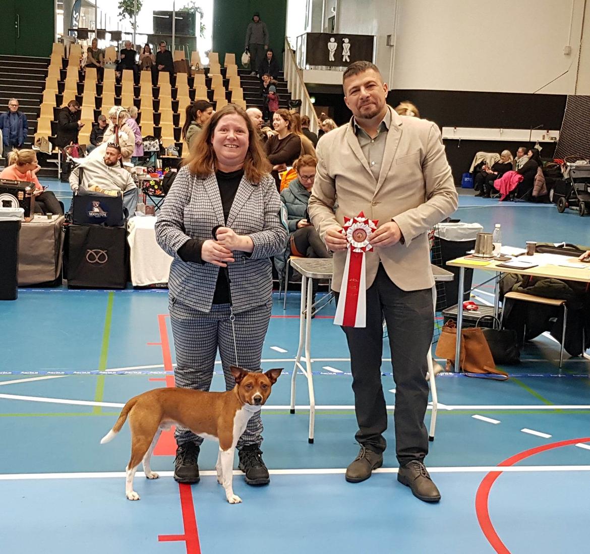 Rat Terrier ELLY PLUMP´S KLAUS KRANSEKAGE billede 7