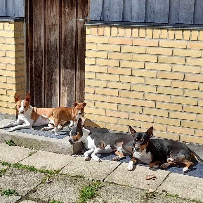 Rat Terrier ELLY PLUMP´S KLAUS KRANSEKAGE billede 15