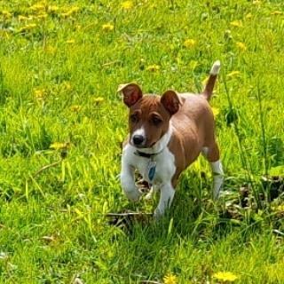 Rat Terrier ELLY PLUMP´S KLAUS KRANSEKAGE billede 16