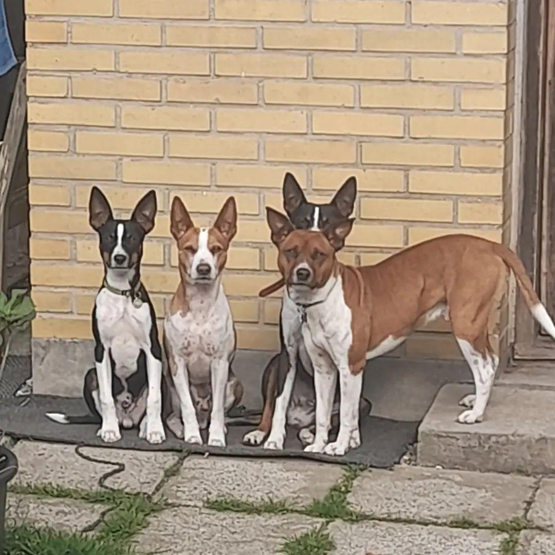 Rat Terrier ELLY PLUMP´S KLAUS KRANSEKAGE billede 12