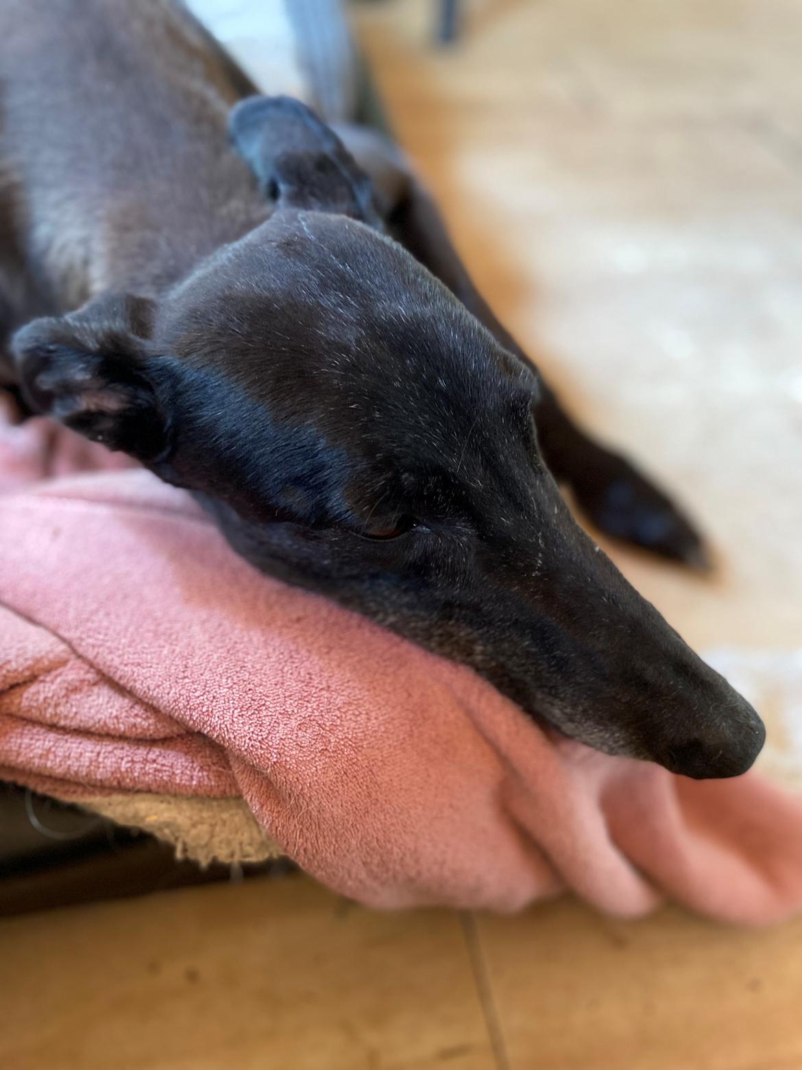 Greyhound Blidinga Pinkie Pie billede 1