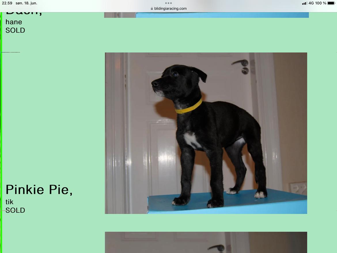 Greyhound Blidinga Pinkie Pie billede 2