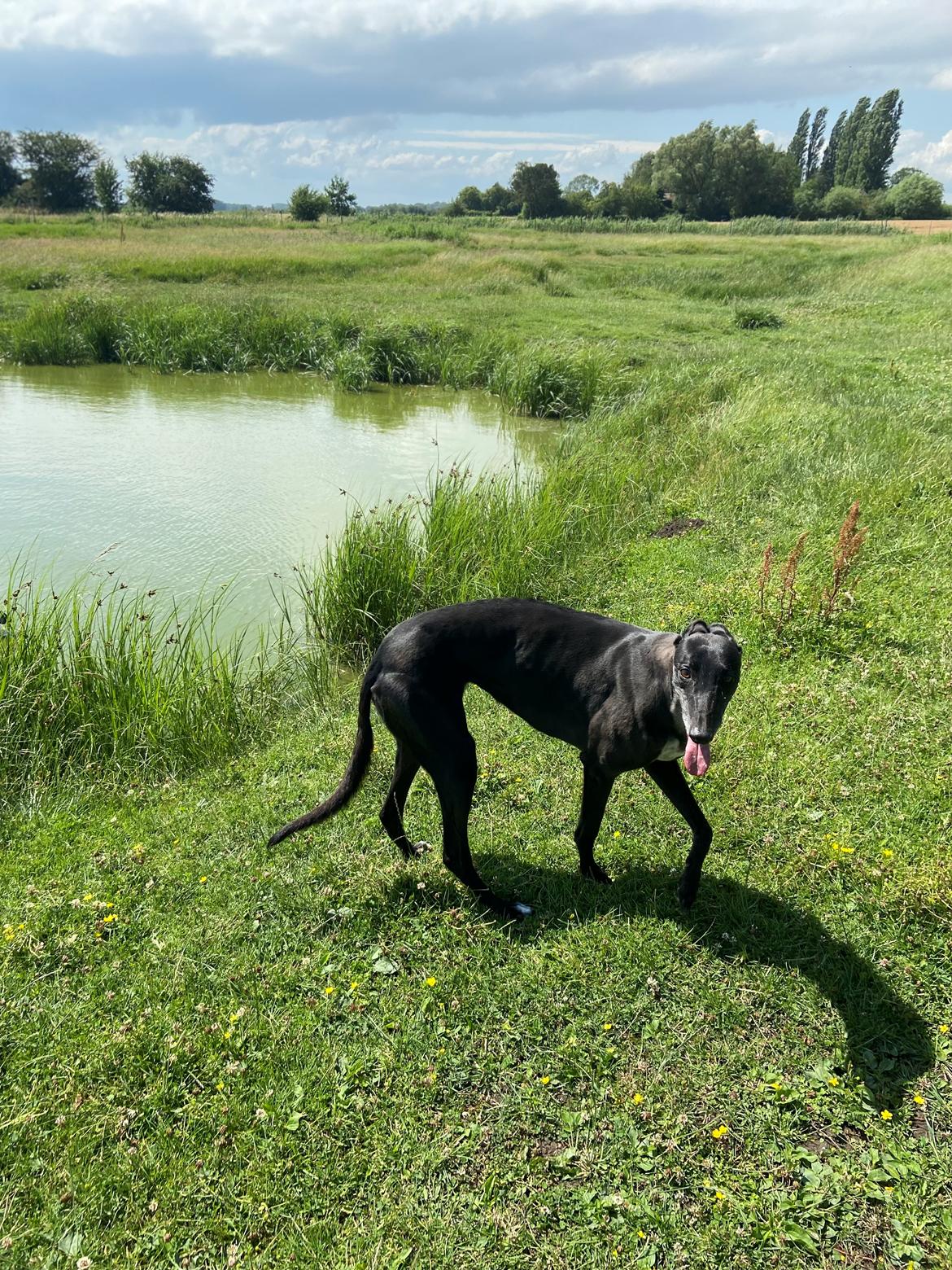 Greyhound Blidinga Pinkie Pie billede 3