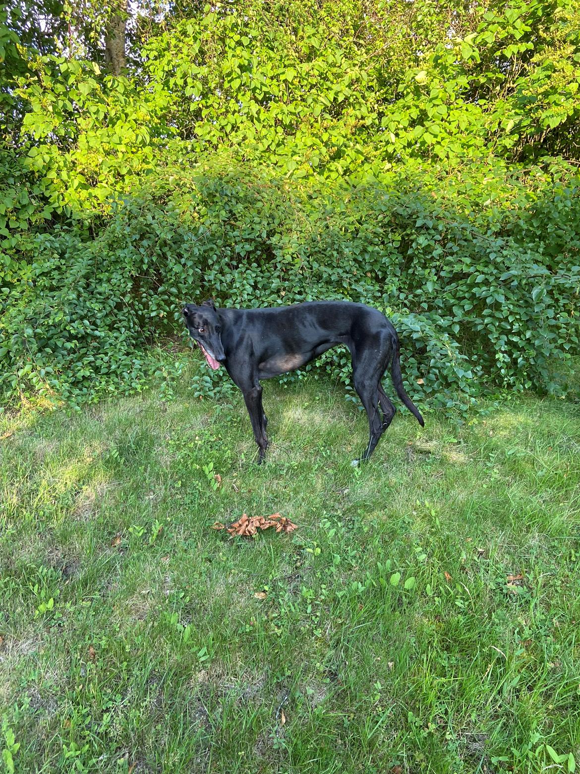 Greyhound Blidinga Pinkie Pie billede 4