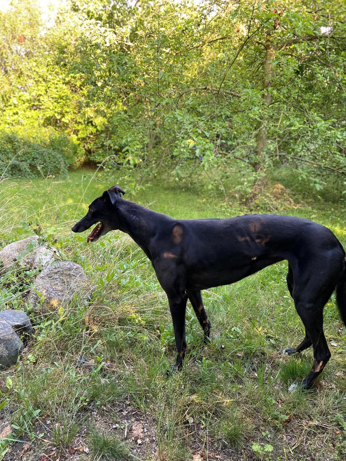 Greyhound Blidinga Pinkie Pie billede 5