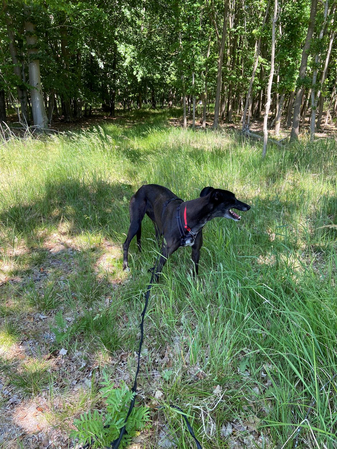 Greyhound Blidinga Pinkie Pie billede 6