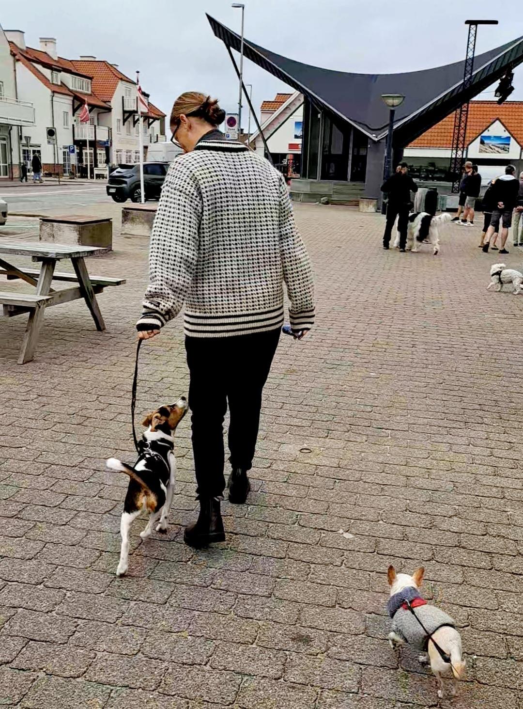 Dansk svensk gaardhund Eddie R.I.P. - 16. august 2023 billede 26