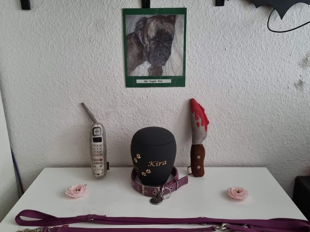 Boxer Kira (Passer) *RIP* billede 3