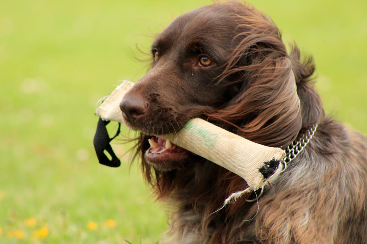 Kleiner münsterländer Balder billede 1
