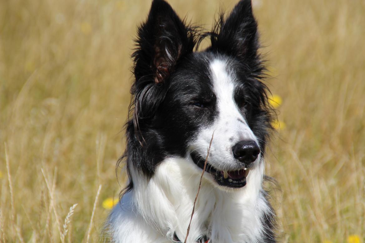 Kleiner münsterländer Balder - bedste ven  billede 25