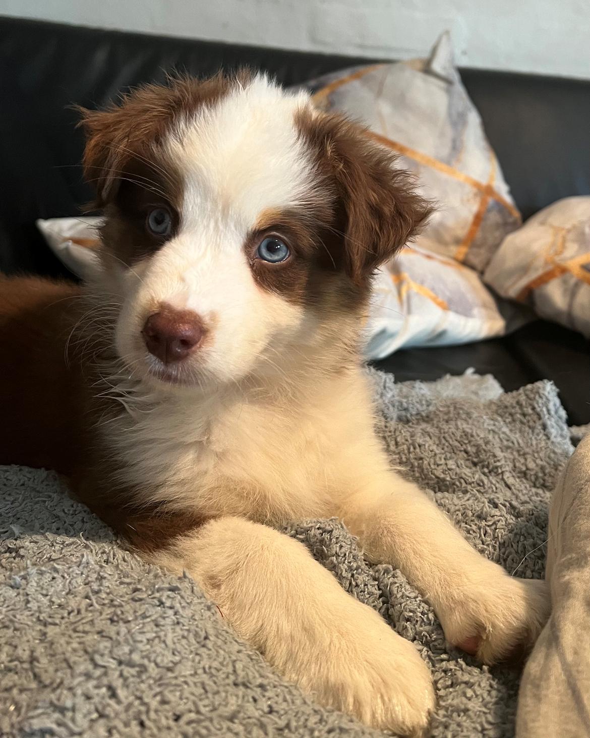 Miniature American Shepherd Saga billede 1