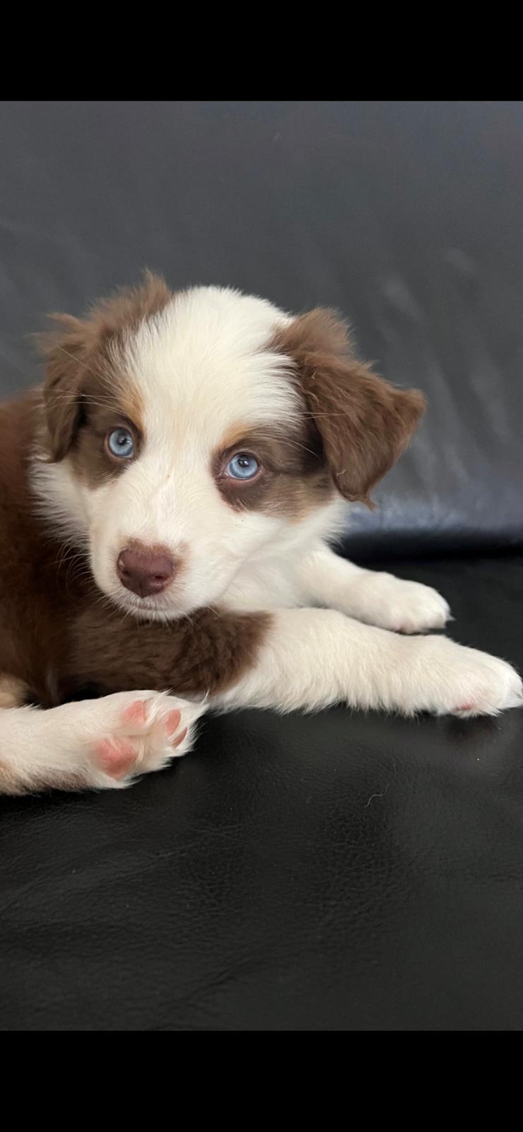 Miniature American Shepherd Saga billede 2