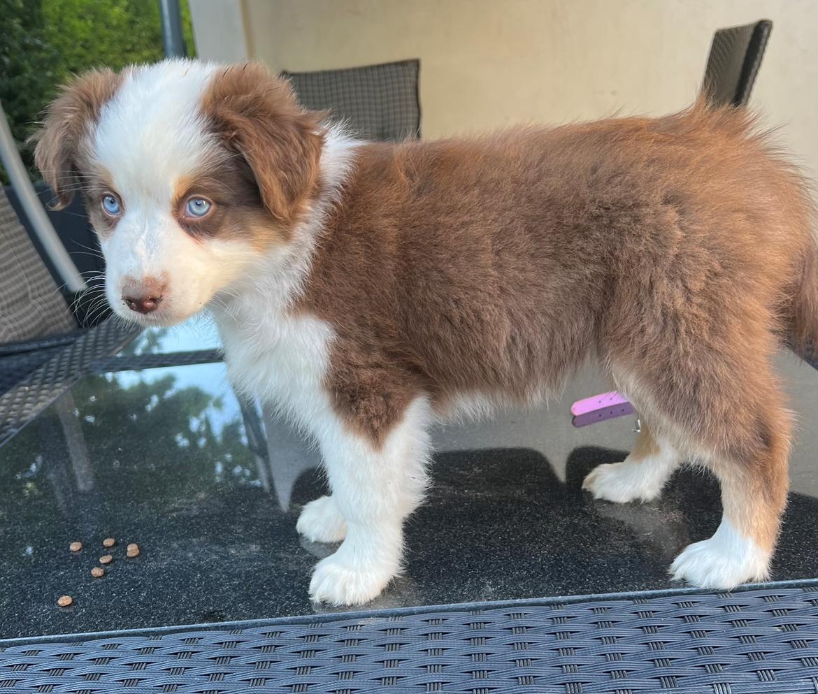 Miniature American Shepherd Saga billede 4