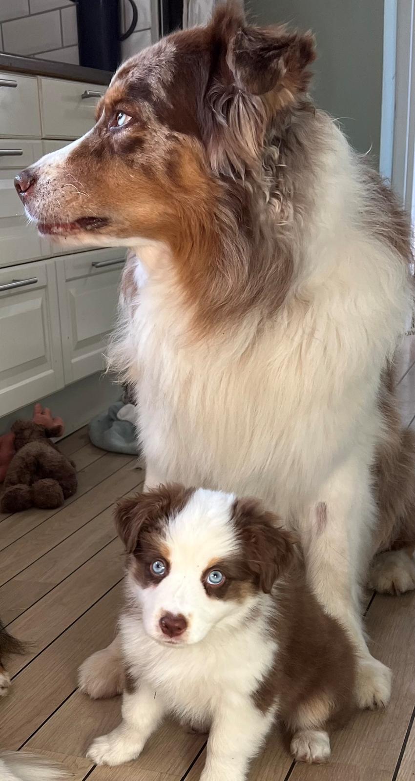 Miniature American Shepherd Saga billede 3