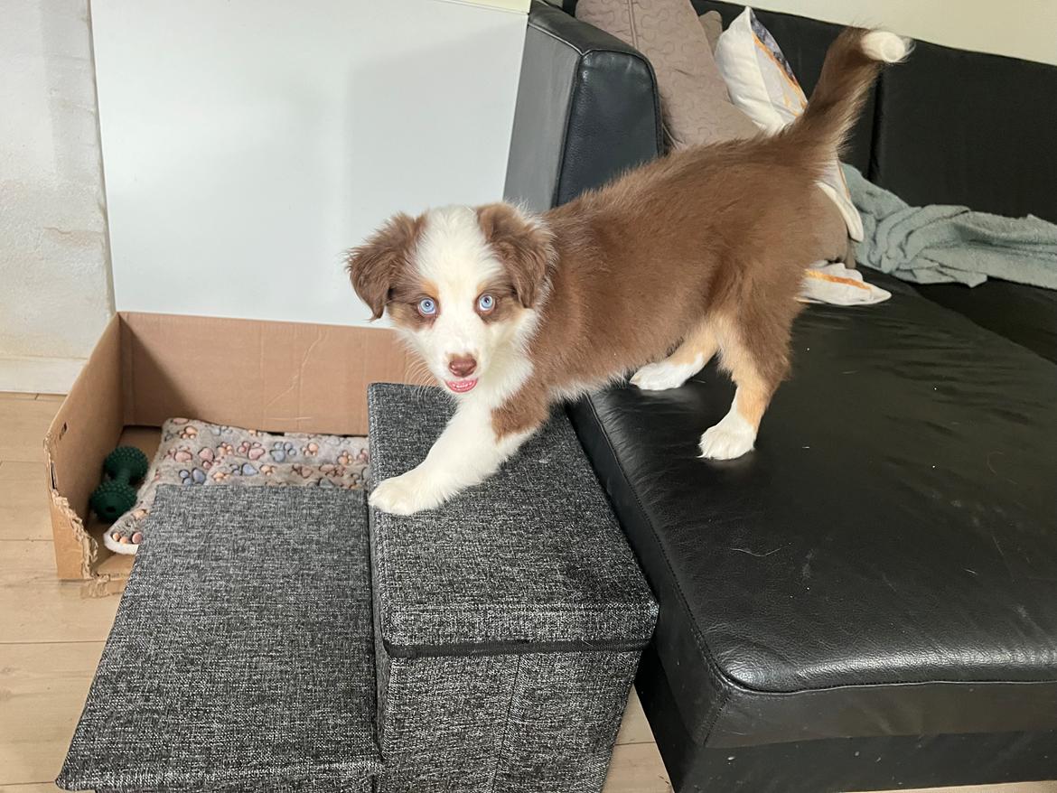 Miniature American Shepherd Saga billede 6