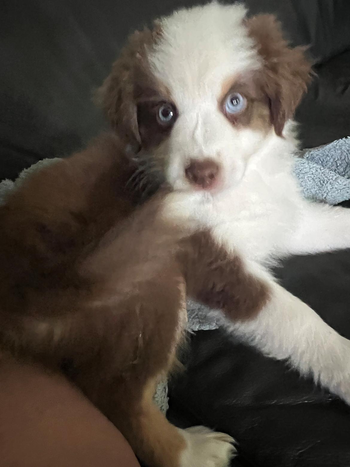Miniature American Shepherd Saga billede 7