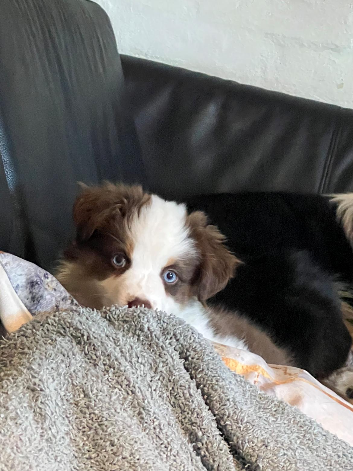 Miniature American Shepherd Saga billede 5