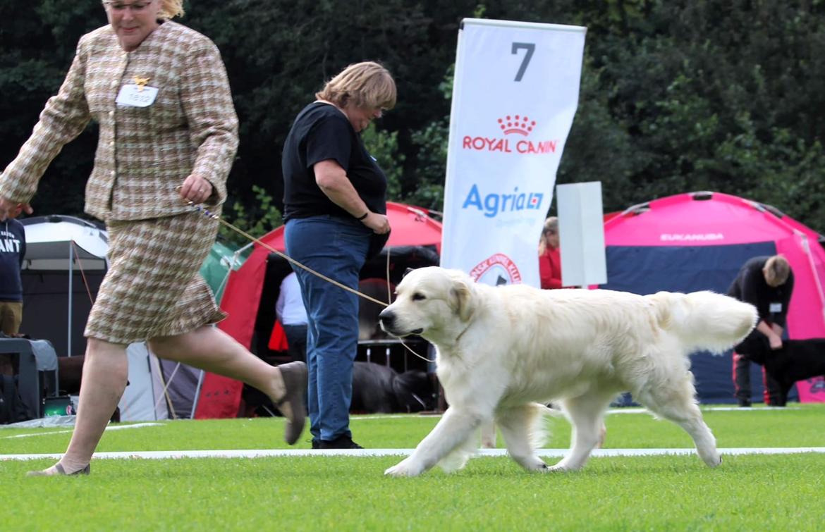 Golden retriever DKCH(U) DKJUCH Manhattan V.D. Corner Brook - DKJUCH Manhattan v.d. Corner Brook 4½ år - 19.08.2023 billede 16