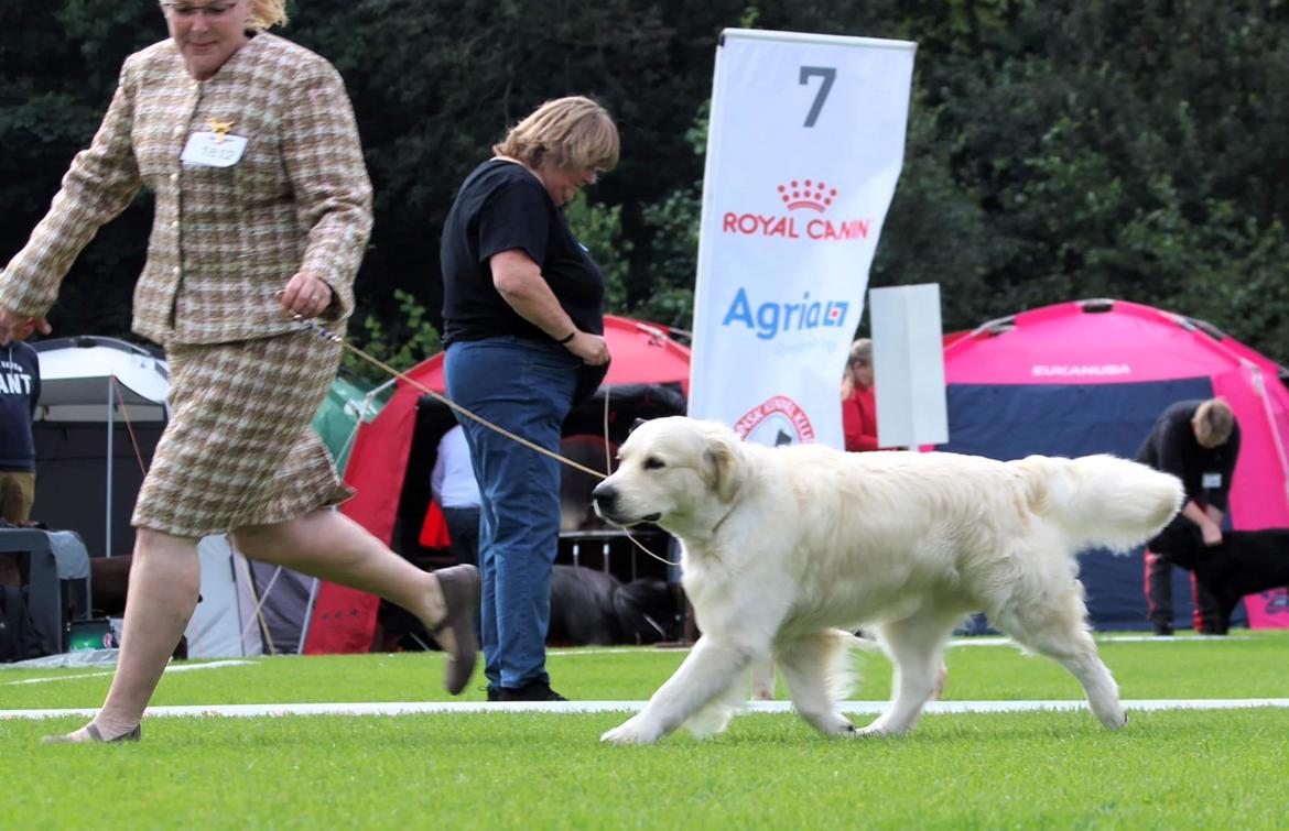 Golden retriever DKJUCH Manhattan V.D. Corner Brook - DKJUCH Manhattan v.d. Corner Brook 4½ år - 19.08.2023 billede 12