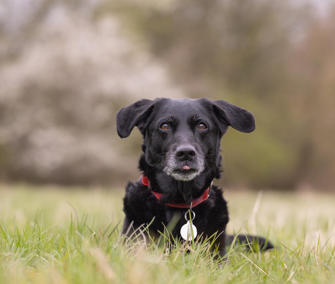 Blanding af racer Freja billede 22