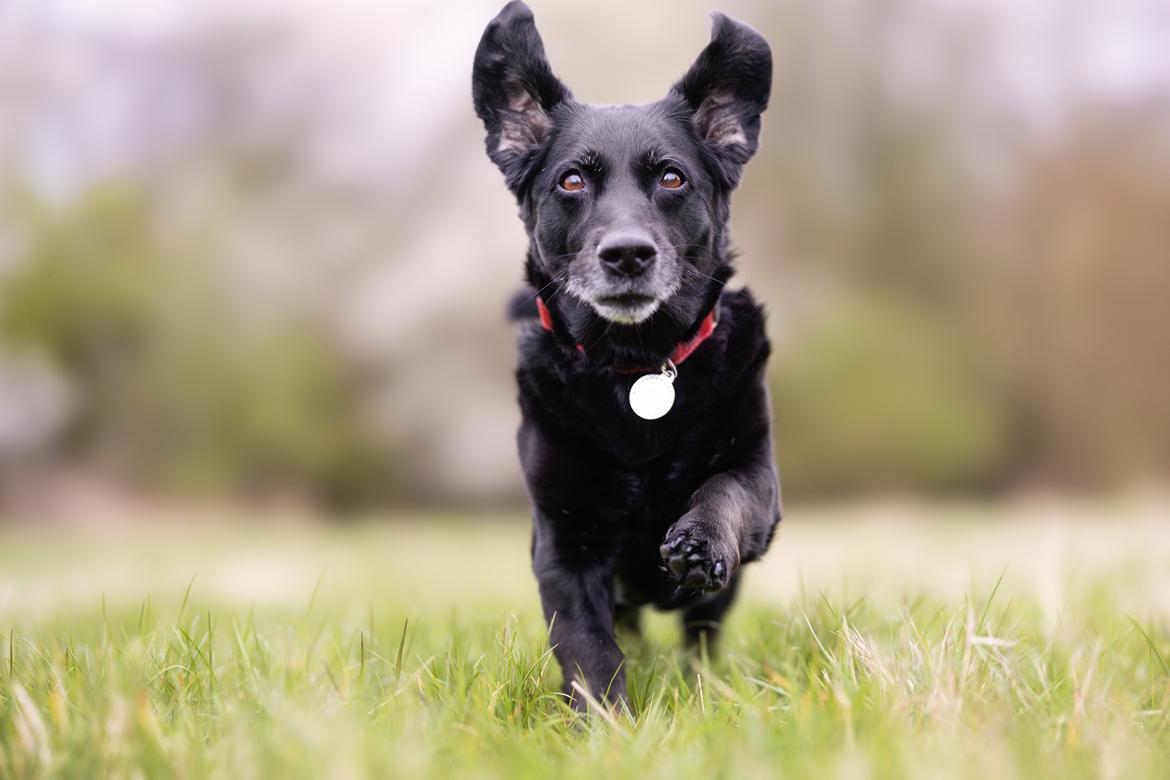 Blanding af racer Freja billede 20