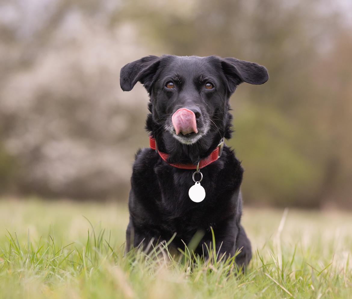 Blanding af racer Freja billede 21