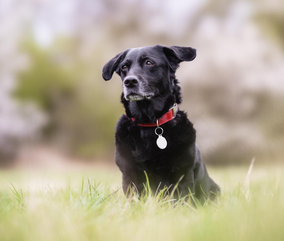 Blanding af racer Freja billede 23