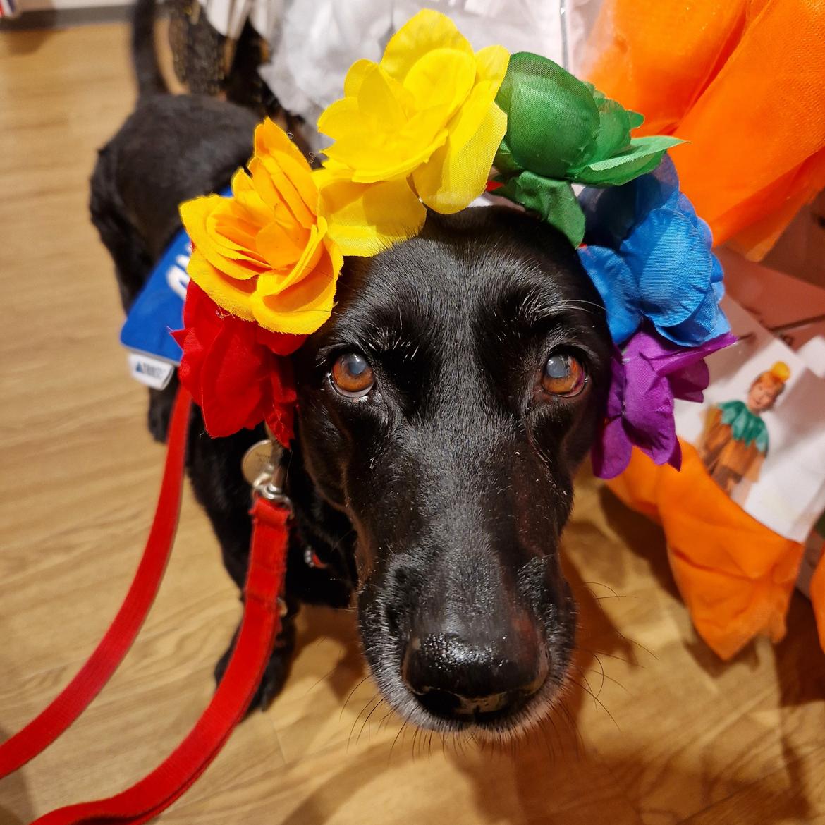 Blanding af racer Freja billede 24